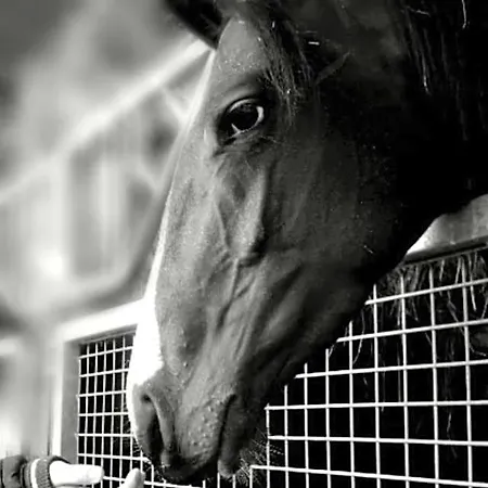 Haras De La Cour Fleury Bed & Breakfast 3*