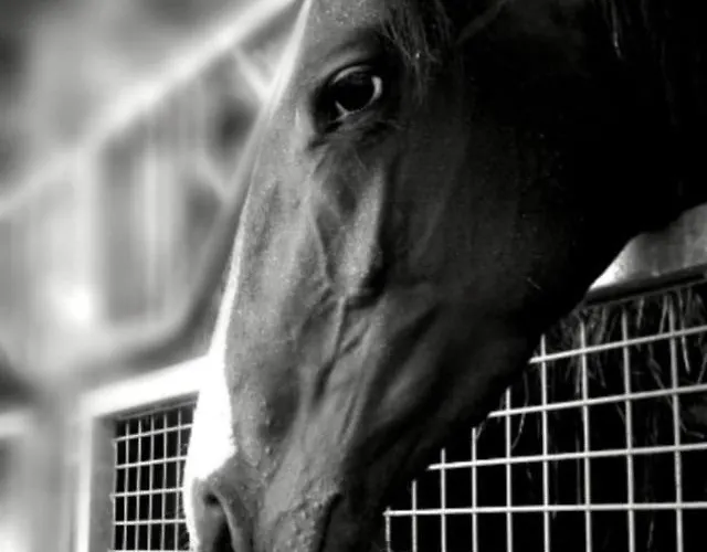 Bed & Breakfast Haras De La Cour Fleury 3*